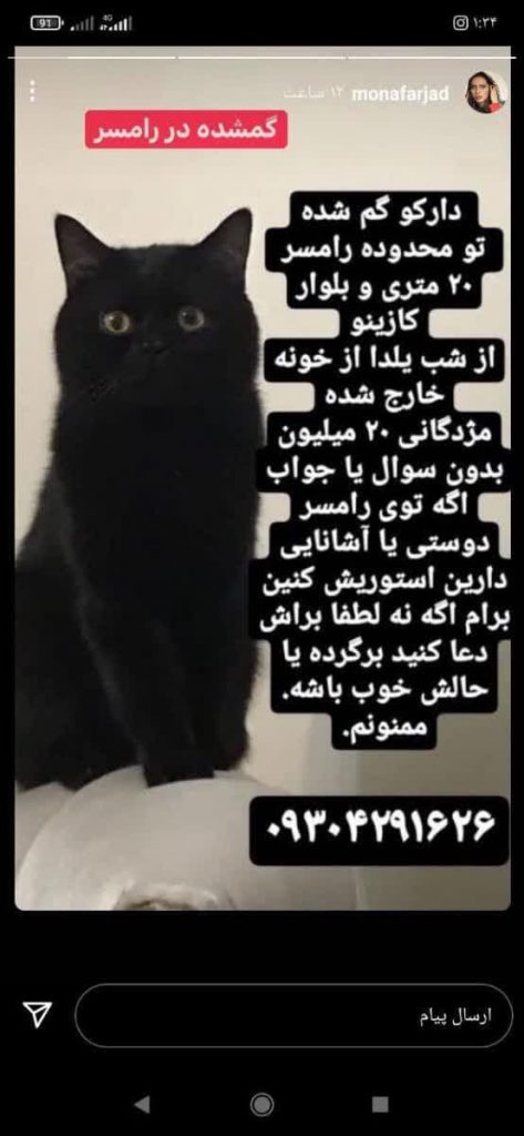 گربه گمشده