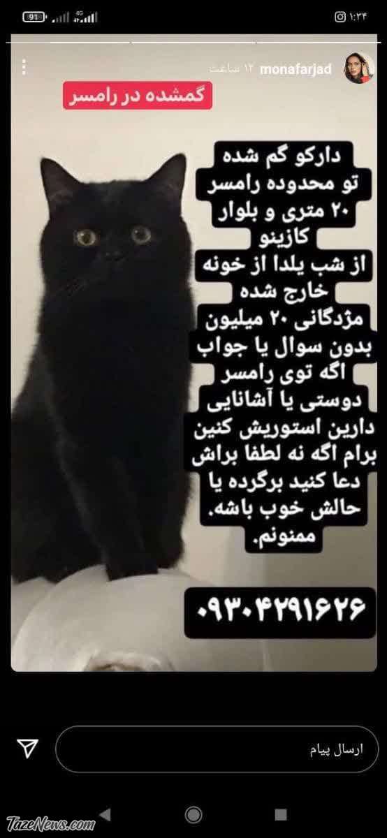 گربه گمشده