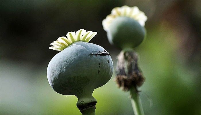 تریاک