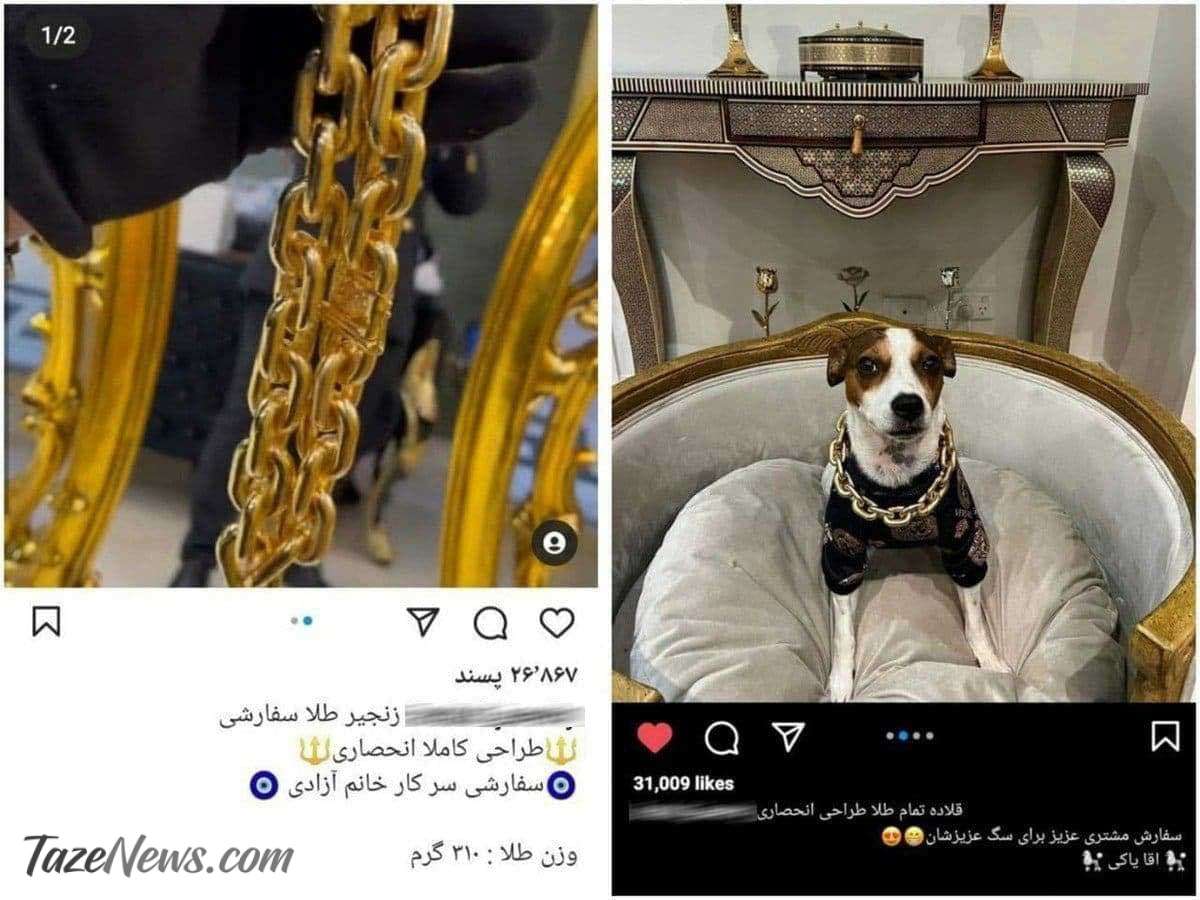 قلاده طلای ۵۰۰میلیونی برای سگ