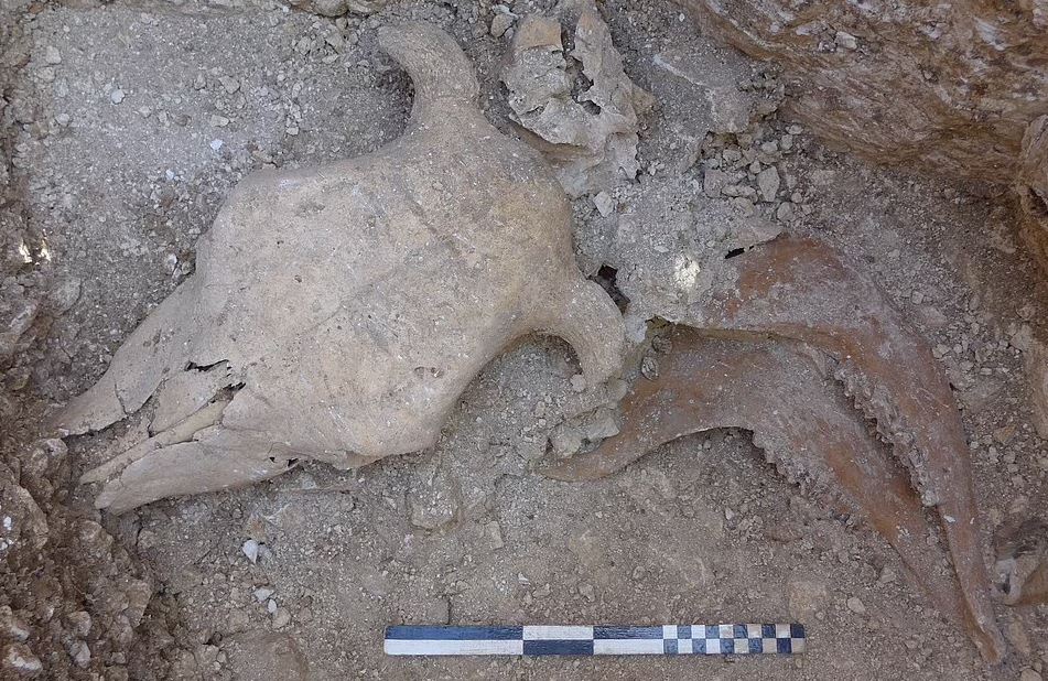 بقایای یک حیوان متعلق به ۲,۰۰۰ سال پیش
