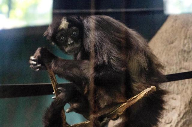 پیرترین میمون عنکبوتی جهان۱