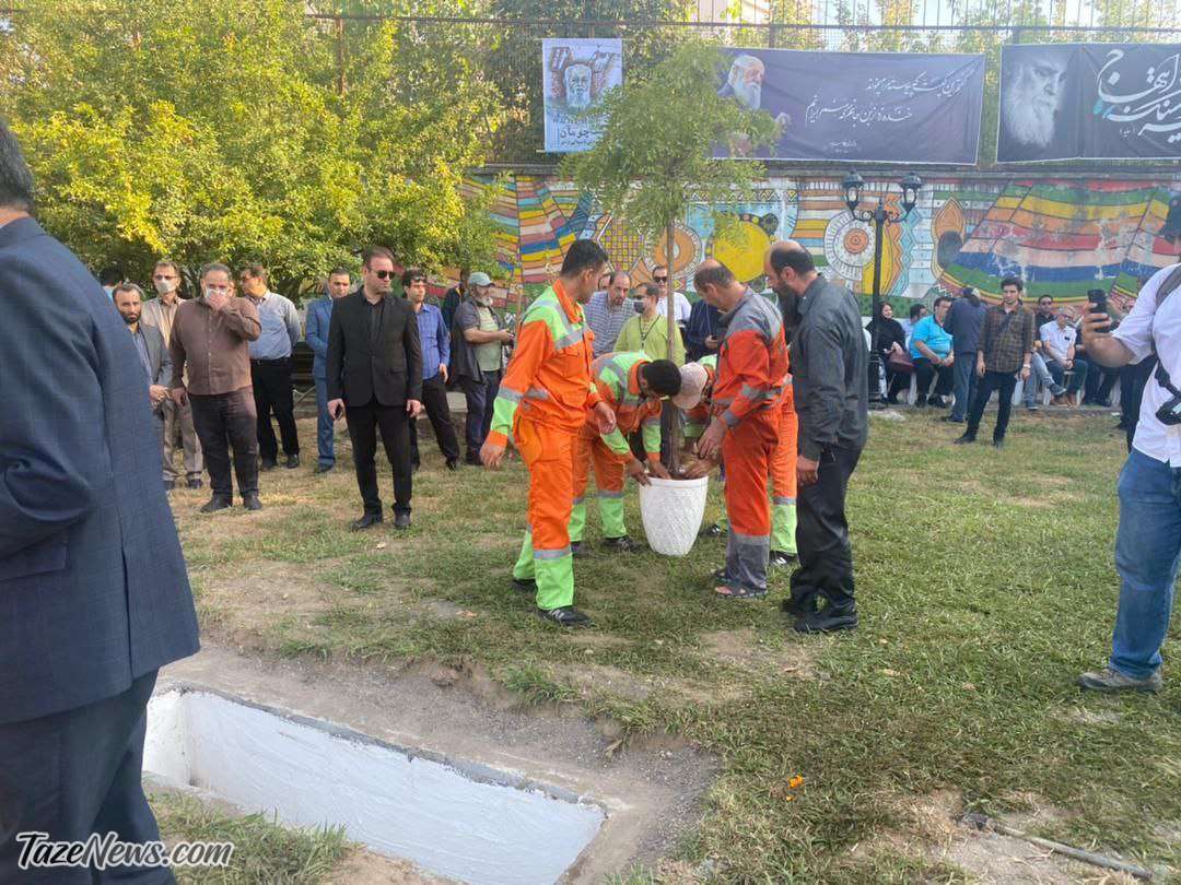 کاشت‌ درخت ارغوان در کنار مزار «سایه»