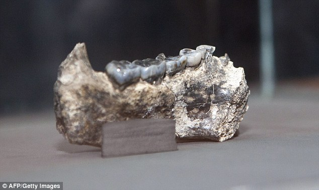 قدیمی‌ترین دندان جهان