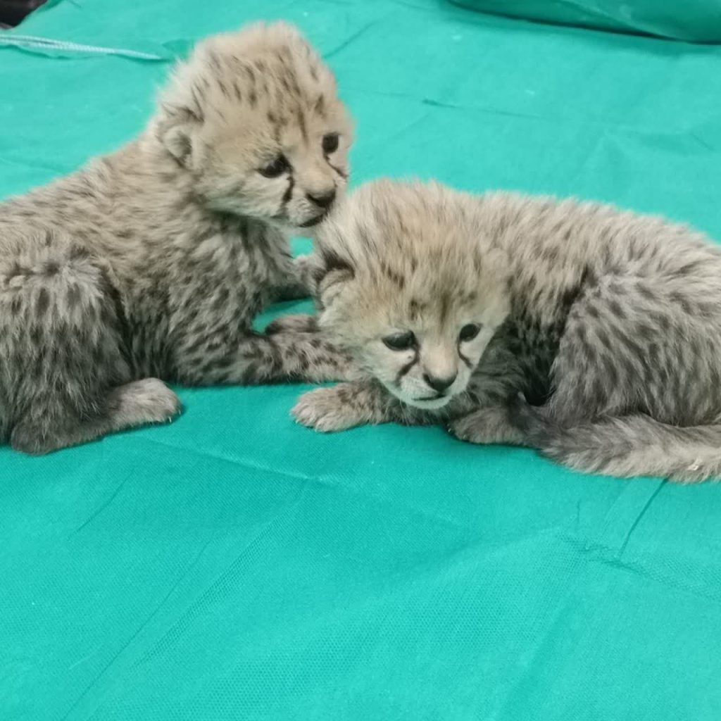 توله یوز ایرانی