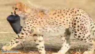 پیروز