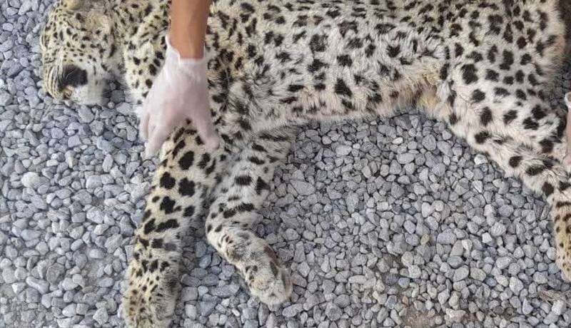 پلنگ مجروح هرمزگان تلف شد