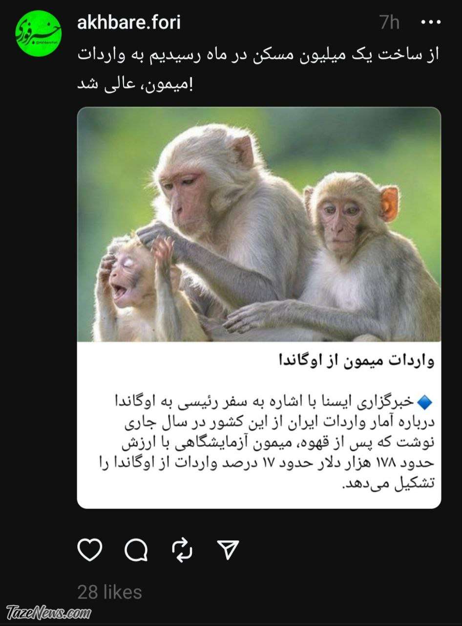 واردات میمون